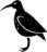 L'oiseau de Nuit !